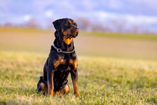 Rottweiler dog sitting in a field photo
