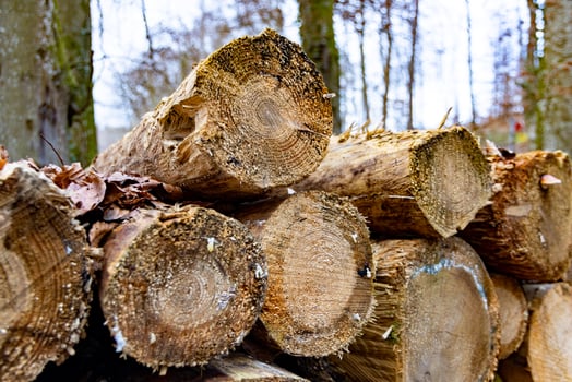 Close-up cuts of logs in forest photo
