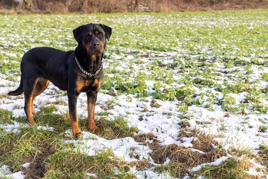 Rottweiler in the middle of a field with snow carefully looks photo