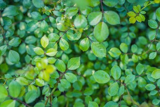 Serene green leaves top view fresh natural pattern soft sunlight beautiful foliage peaceful nature background calm greenery texture botanical surface tranquil outdoor environment vibrant scene photo