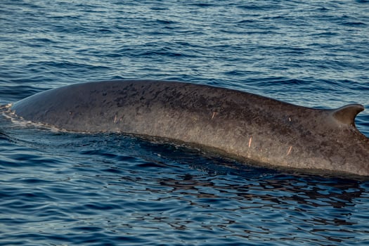 detail of body with pennella worm parasite of a Finwhale Fin whale second largest animal of the world, on sea surface in Ligurian sea photo