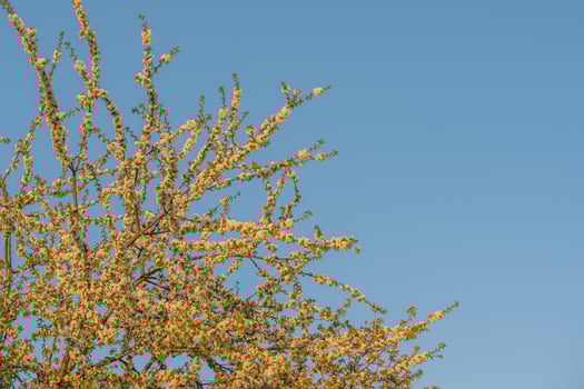 Cherry tree blossoms against the sky in spring. photo