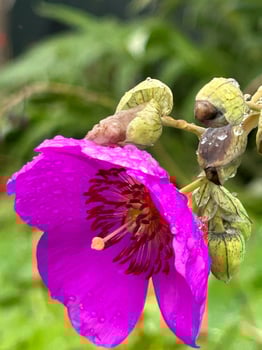 Raindrops on a purple flower photo