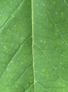 Leafy green background photo