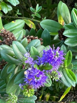 Purple flowers and green leaves photo