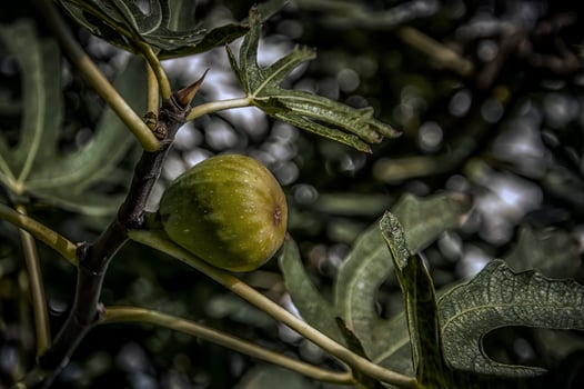 A closeup photo of a single green fig on a tree branch