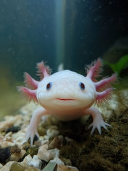 Smiling Axolotl Exploring Clean Tank With Upper Third Free and Clear Lighting Displaying Vivid Features photo