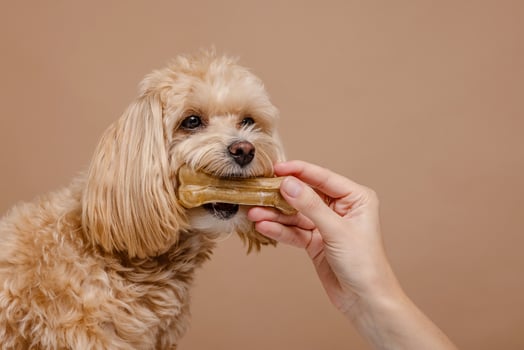 Happy Dog Enjoying Healthy Chew Treat with Owners Hand Pet Care and Nutrition Concept photo