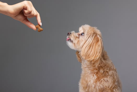 Dog Waiting for Healthy Treat from Owners Hand Pet Training and Nutrition Concept photo