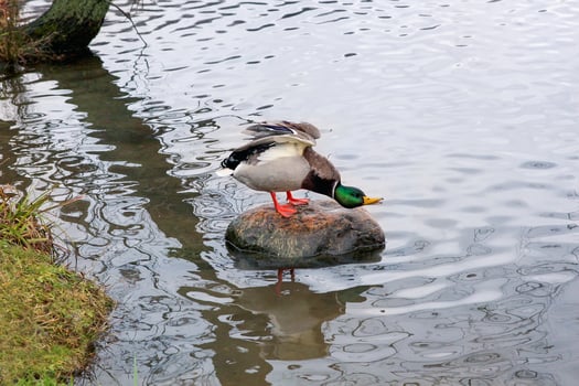 Duck on stone got its wings up, stretched its neck and calling other ducks. Lake water with tree branches reflection. photo