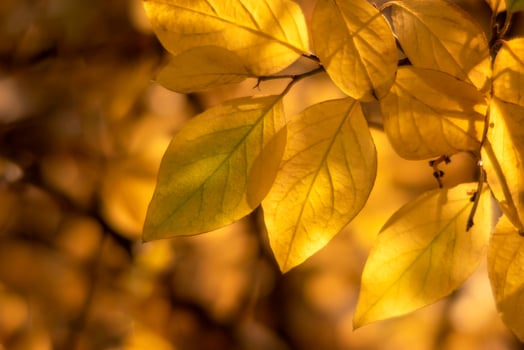 Branch with yellow leaves in sunset colors. Closeup. photo