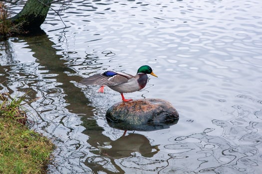 Duck on stone is doing some exercises, got its paw and wing up. Lake water with tree branches reflection. photo