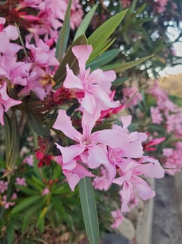 Delicate petals of the vibrant pink oleander flower take center stage in this straight-on view, set against a softly blurred background that accentuates the natural beauty of the bloom. photo