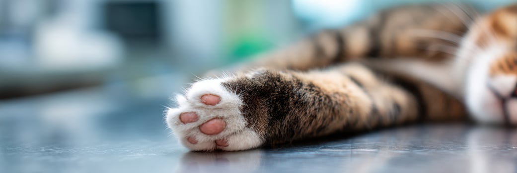 Close-up View of a Cat Paw Resting Gently in a Veterinarians Hand on a Medical Table During a Routine Check-Up photo