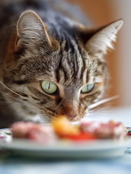 Cat Curiously Explores Gourmet Food on a Delicate Porcelain Dish in a Softly Blurred Setting photo