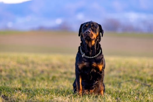 Rottweiler sitting in a fieldSitting Rottweiler in Field photo