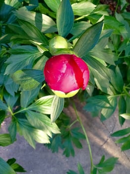Peony in summer photo