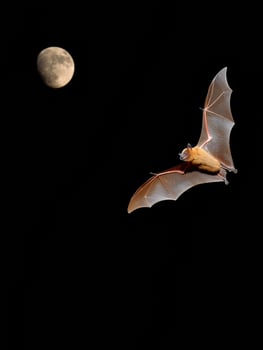 Fruit Bat Flies Gracefully Under Moonlit Sky in Tranquil Night Atmosphere photo