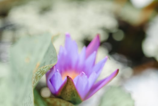 A purple flower with a yellow center photo