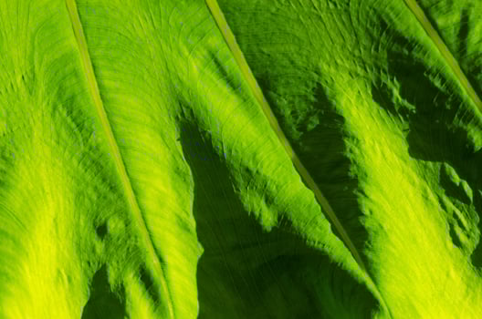 Natural Texture of Light on Green Leaf for Abstract Concept Background photo