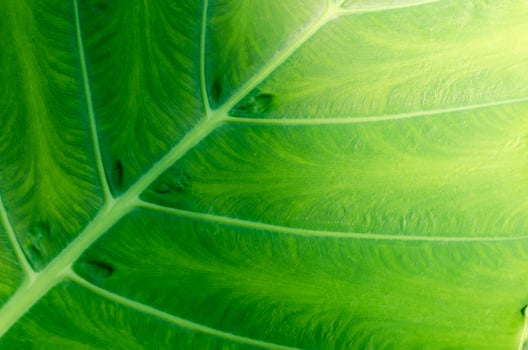 Natural Texture of Green Leaf Close Up for Abstract Natural Concept Background photo