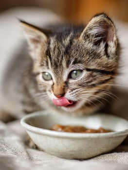 Cute Kitten Enjoys Delicious Gravy Meal From Its Bowl While Licking With Delight at Home During Afternoon photo