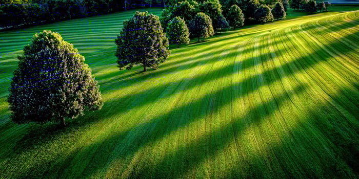 Sunlight illuminates manicured green lawn and Trees at Dusk photo