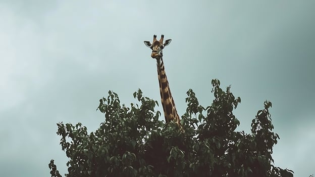 Giraffe Peeking Through Green Leaves Against a Cloudy Sky. photo
