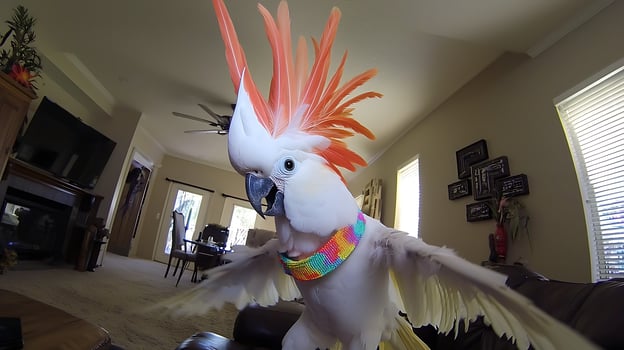 Playful Cockatoo Spreads Its Wings in a Cozy Living Room. photo