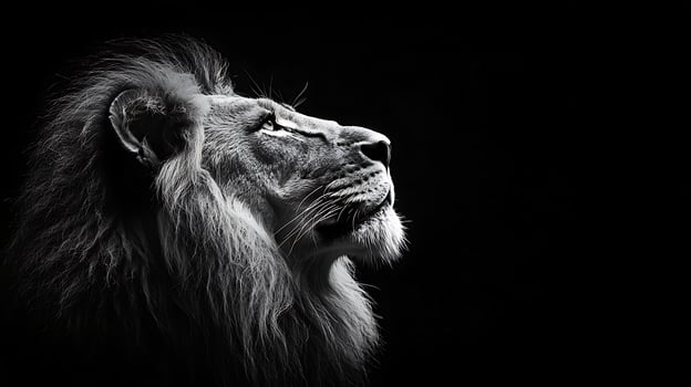 Majestic Lion Profile In Dramatic Black and White Lighting. photo