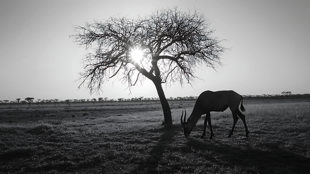 Solitary Antelope Grazes Under a Sunlit Tree in African Savanna. photo