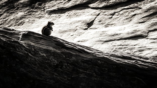 Lone chipmunk perched on a textured rocky cliff in dramatic monochrome light. photo
