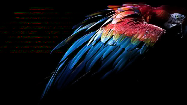 Majestic Macaw Wing Detail Against Black Background. photo
