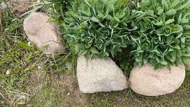 A small plant growing on top of a rock photo