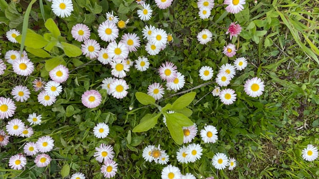 Daisies in the grass. Wild nature photo