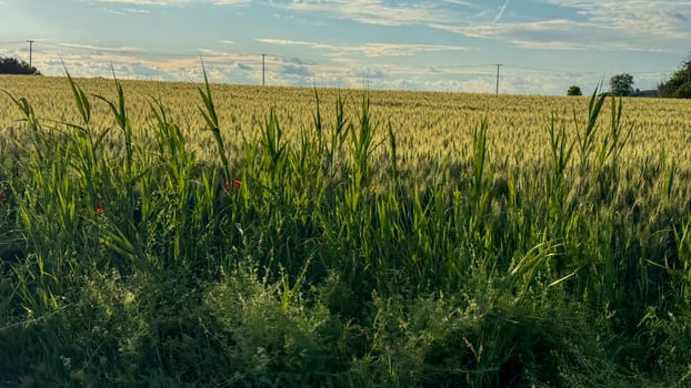 Golden wheat fields whisper timeless stories, shadowed by twilights gentle touch, honoring Lammas harvest and Persephones return photo