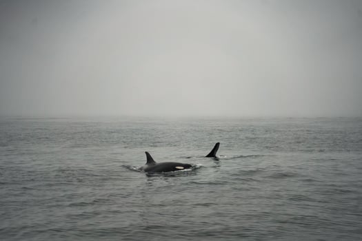 Majestic Orcas Gracefully Swimming Through the Mystical Foggy Waters of the Ocean photo
