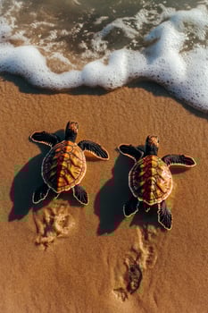 Two Baby Turtles Making Their Way to the Ocean at Sunset on a Sandy Beach. photo