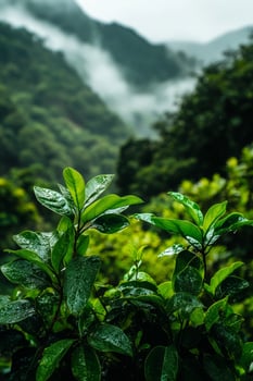 Green leaves with raindrops in misty mountains photo