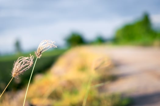 A field of grass and a dirt road photo