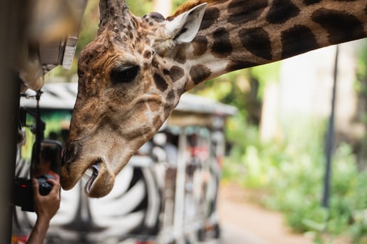 Close-Up of a Giraffe's Head Interacting with People at a Zoo, Featuring Unique Patterns and Curiosity in a Natural Habitat photo