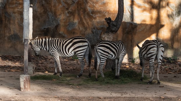 Three Zebras Grazing in Natural Habitat with Unique Striped Patterns and Textured Background Captured in a Zoo Setting with Soft Natural Light photo