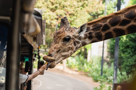 Close Encounter with a Giraffe as Visitors Feed It with a Treat in a Wildlife Park Setting Surrounded by Lush Greenery and Natural Light photo