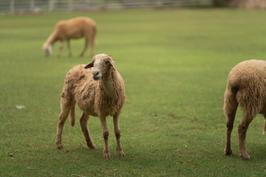 Close-up View of Sheep Grazing on Lush Green Grass in a Pastoral Landscape, Capturing Farm Life and Natural Beauty in Tranquil Setting photo