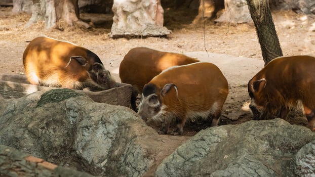 Group of Wild Boars foraging for Food in Natural Habitat Surrounded by Rocks and Trees in Zoo Setting photo