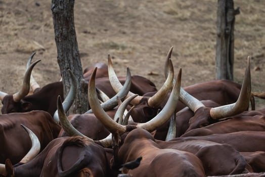 Herd of African cattle with long horns grazing in dry grassland, showcasing natural behavior and characteristics of livestock in their environment photo