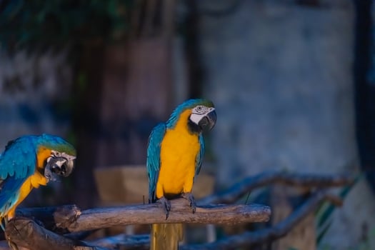 Colorful macaws perched on a branch photo