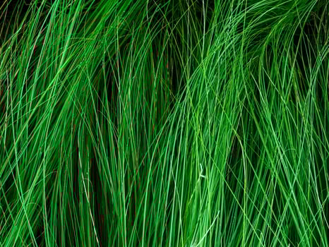 Background and textured of green fountain grass. photo