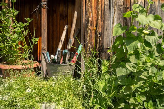Garden tools in metal bucket on wooden shed wall background. Green plants flourish around rustic gardening equipment. photo