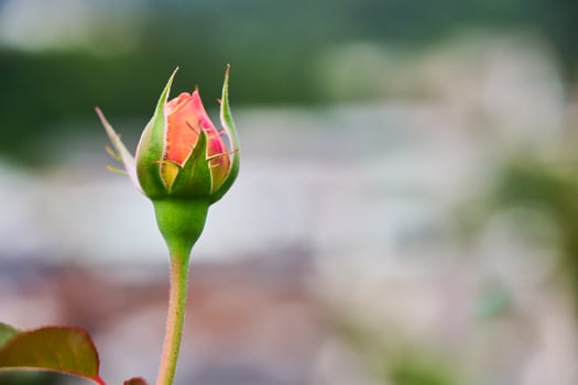 Orange rose bud growing in garden during springtime photo
